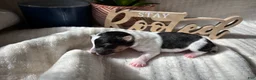 Wire Fox Terrier dogs for sale: Wire Fox Terrier 5 - Ad 1