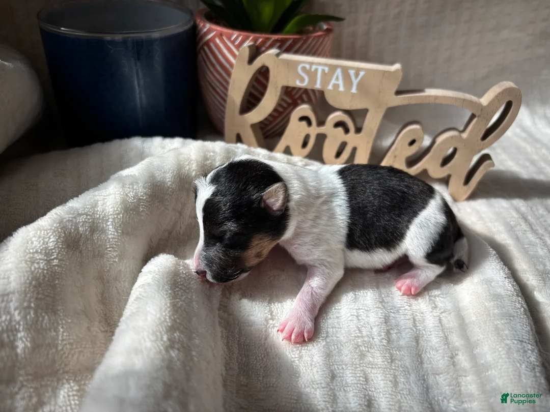 Wire Fox Terrier dogs for sale: Wire Fox Terrier 5 - Ad 1