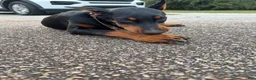 Doberman Pinscher dogs for sale: Doberman Pinscher 1 - Ad 2