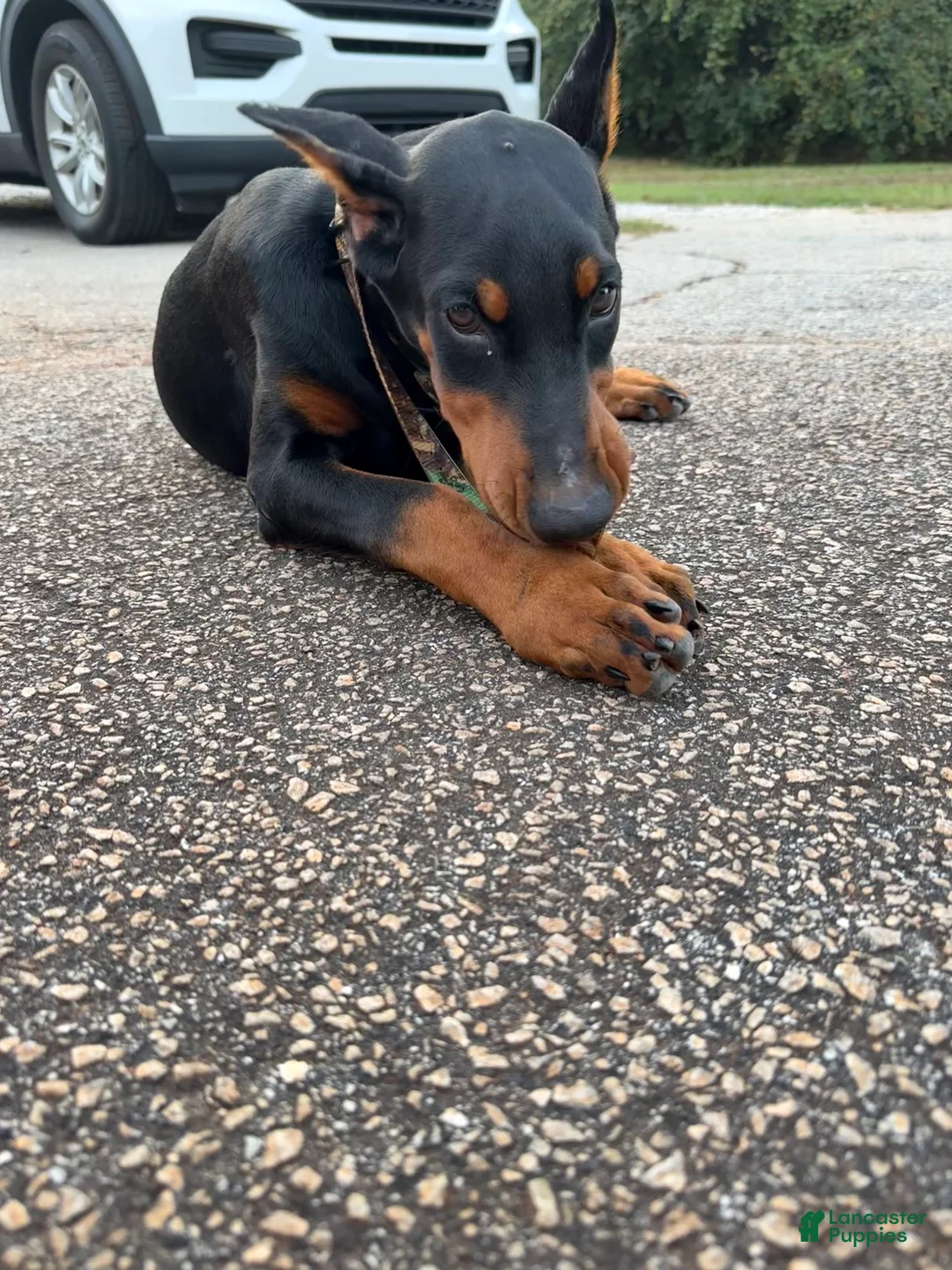 Doberman Pinscher dogs for sale: Doberman Pinscher 1 - Ad 2