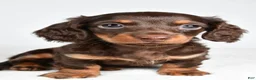 Miniature Dachshund dogs for sale: Shane  - Ad 6