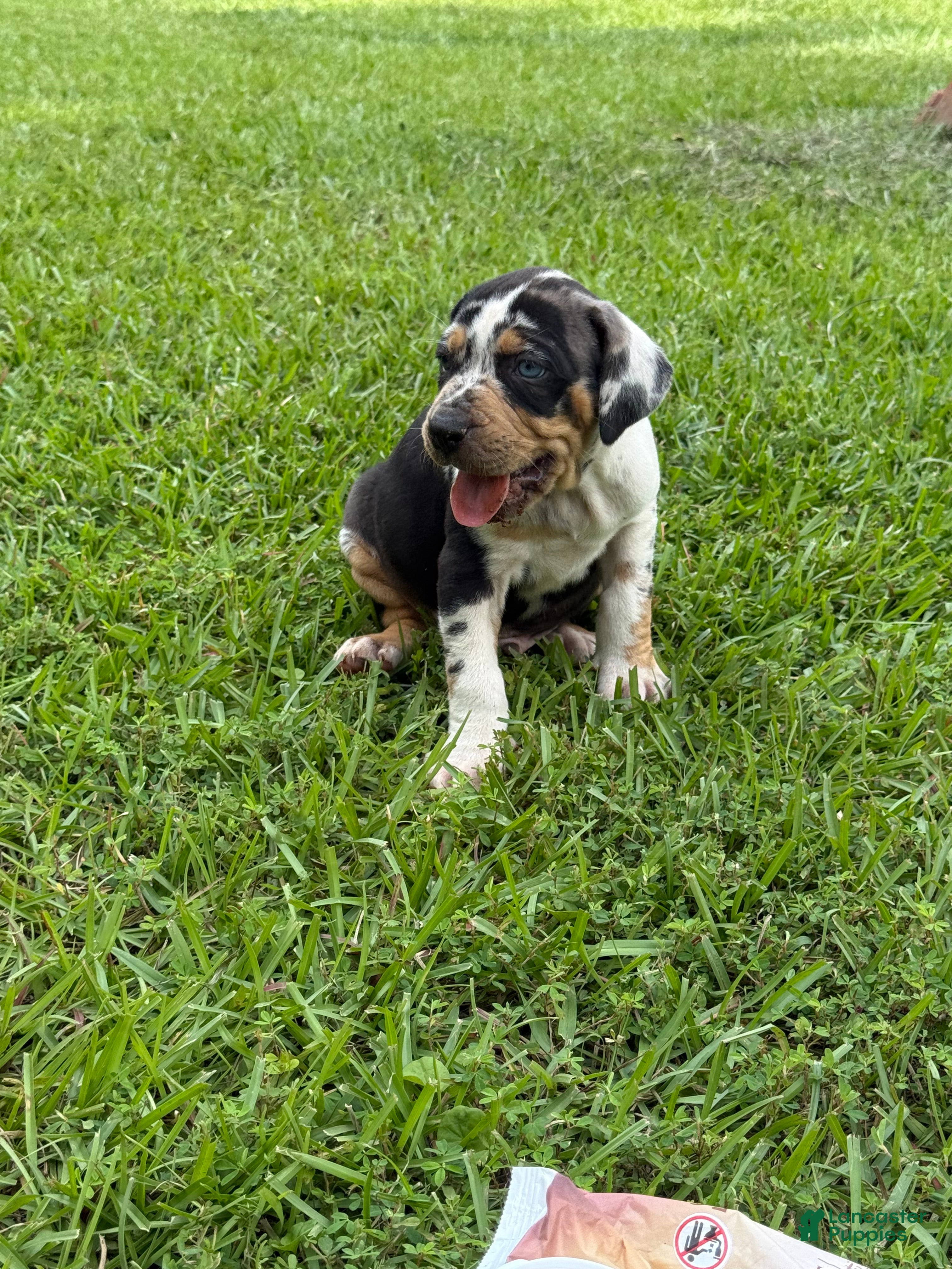 Catahoula Leopard Dog dogs Blue Male #1 - Ad 1