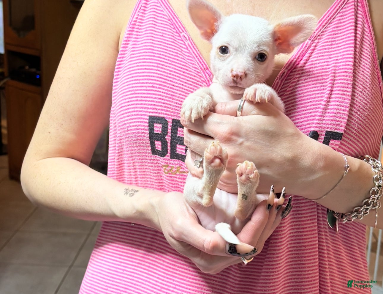 Chihuahua dogs for sale: Pigglett - Ad 2
