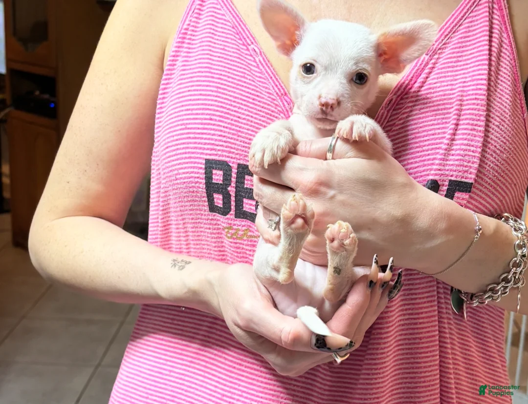 Chihuahua dogs for sale: Pigglett - Ad 1