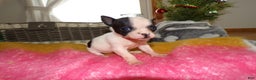 Chihuahua dogs for sale: Chihuahua Puppy 6 Buttton - Ad 3