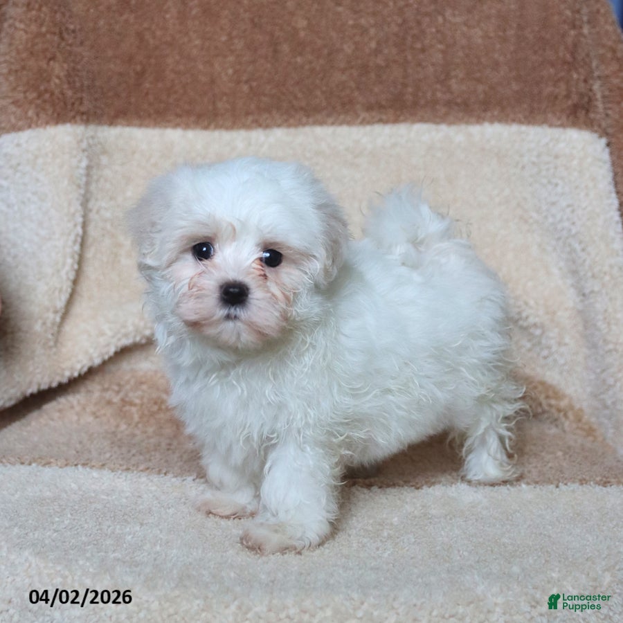 Maltese dogs Sugar - Ad 1