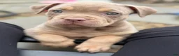 American Bully dogs for sale: Milly - Ad 4