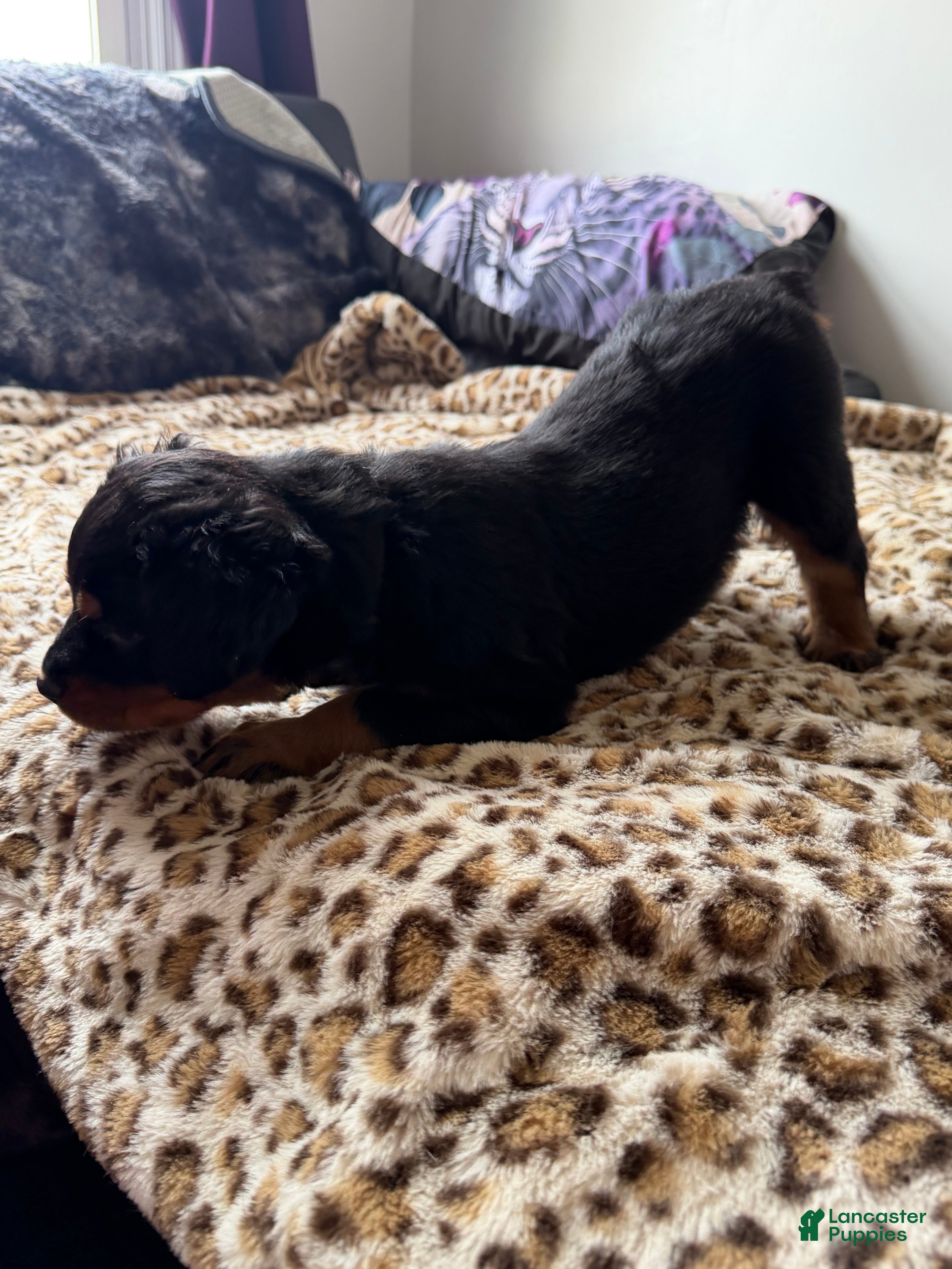 Rottweiler dogs Fluffy  - Ad 2