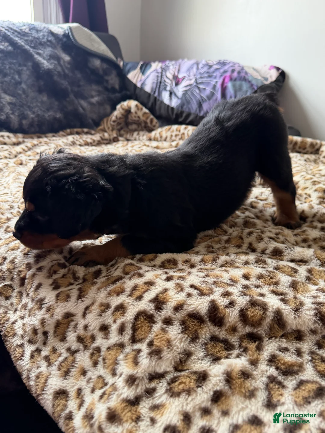 Rottweiler dogs for sale: Fluffy  - Ad 2