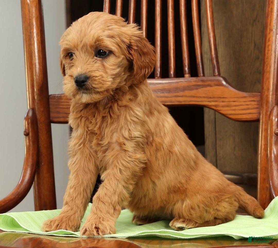 Mini Goldendoodle dogs for sale: Paige - Ad 2
