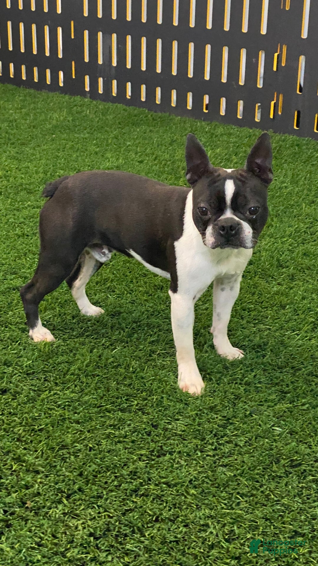 Gallery Image {{count}}