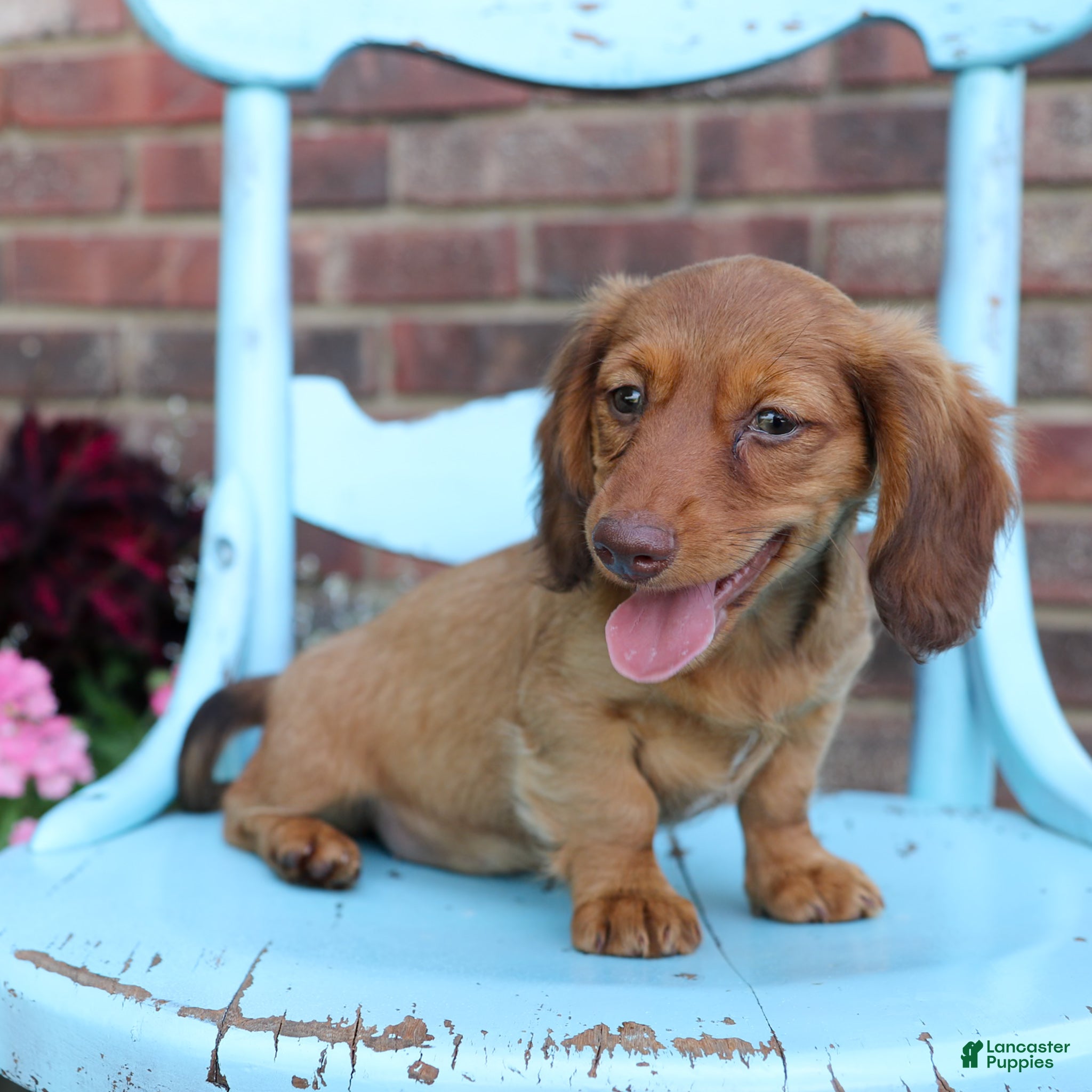 Miniature Dachshund dogs Lily - Ad 1