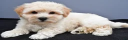 Maltipoo dogs for sale: Bella - Ad 10