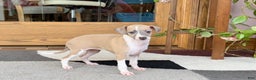 Italian Greyhound dogs for sale: Trina - Ad 2