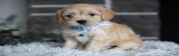 Maltipoo dogs for sale: Millie - Ad 4