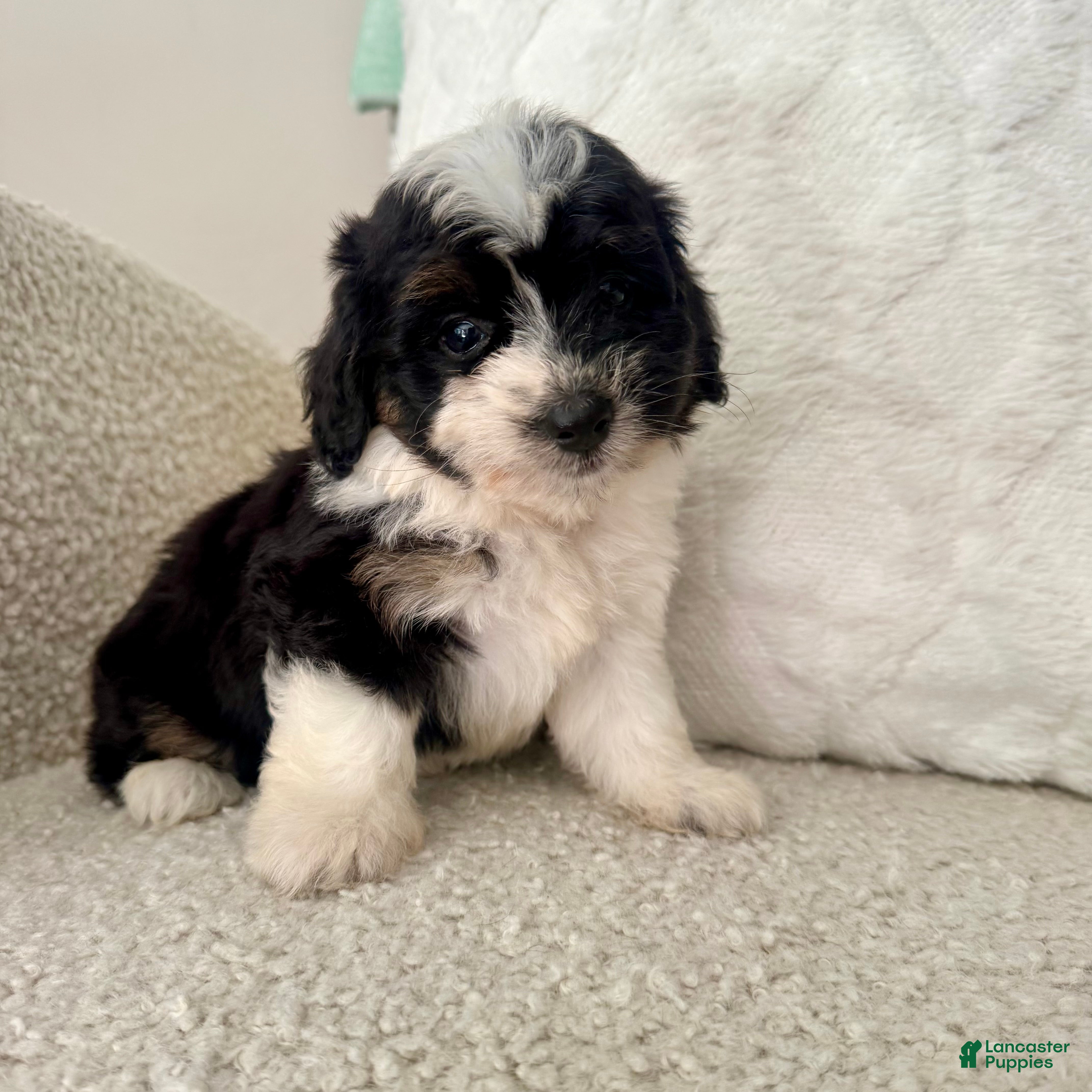 Mini Aussiedoodle dogs 1 Reba - Ad 31
