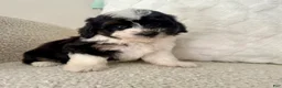 Mini Aussiedoodle dogs for sale: 1 Reba - Ad 1