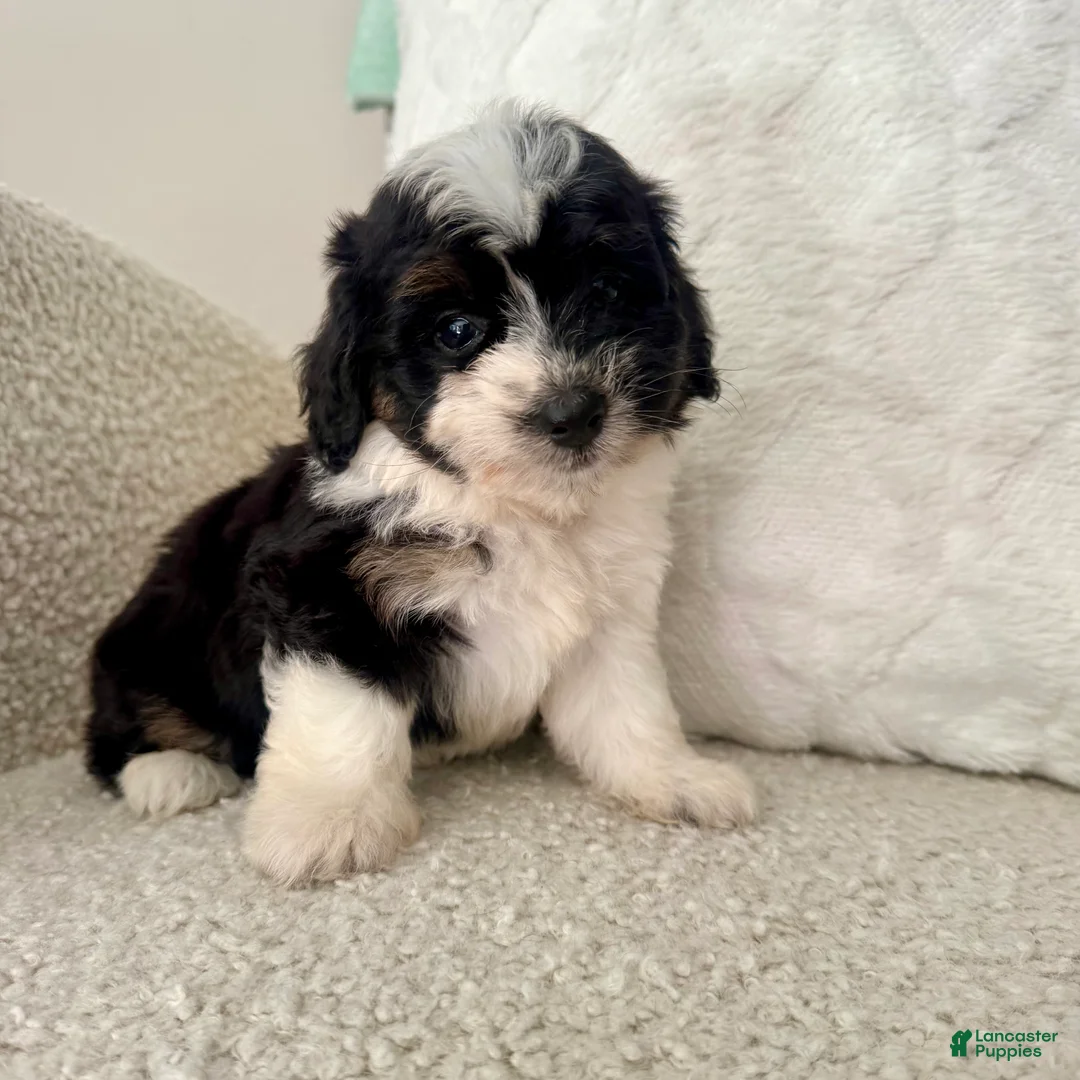 Mini Aussiedoodle dogs for sale: 1 Reba - Ad 1