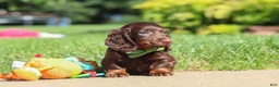 Miniature Dachshund dogs for sale: Lyn - Ad 1