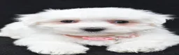Maltese dogs for sale: Tiny - Ad 4