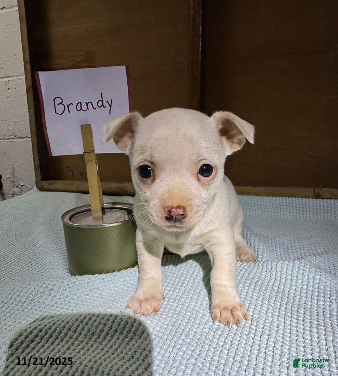 Chihuahua dogs for sale: Brandy - Ad 1