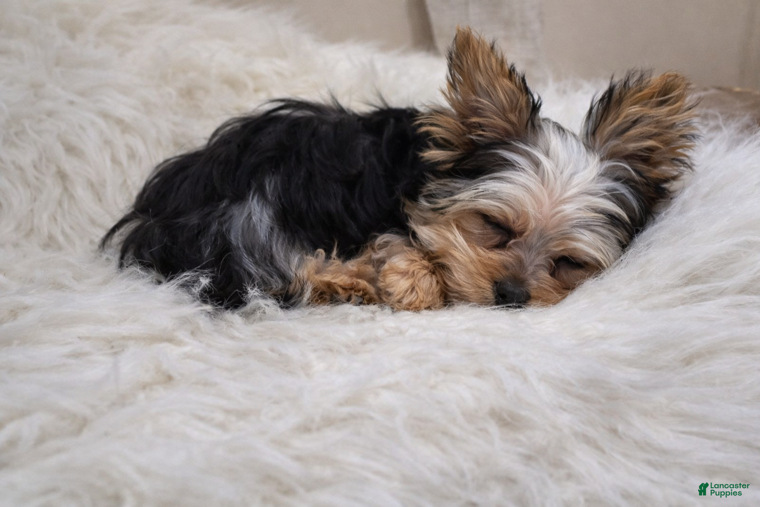 Yorkshire Terrier dogs 🐾Tiny teacup Flynn🐾 - Ad 12