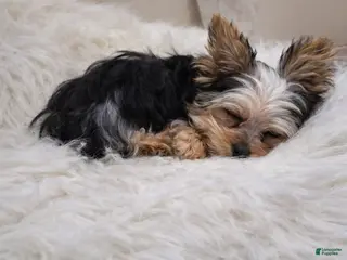 Yorkshire Terrier dogs 🐾Tiny teacup Flynn🐾 - Ad 12