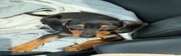 Dachshund dogs for sale: Dachshund Puppy 1 - Ad 3