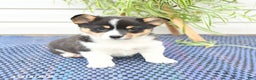 Welsh Corgi Pembroke dogs for sale: Sprite - Ad 6