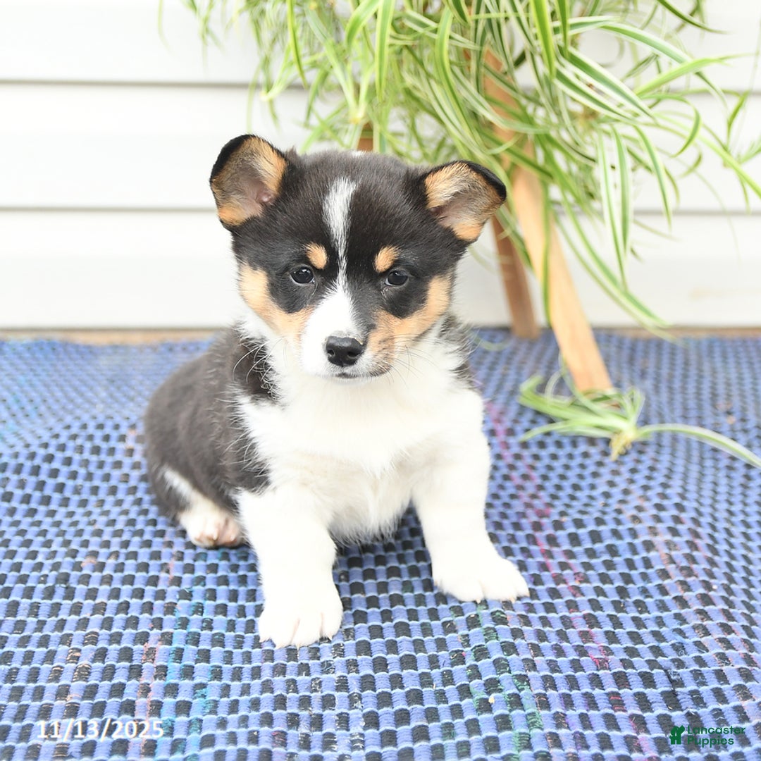 Welsh Corgi Pembroke dogs for sale: Sprite - Ad 6