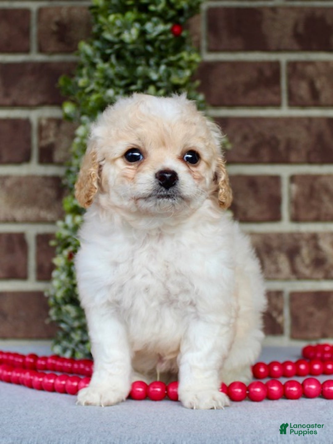 Miniature Poodle dogs for sale: Frosty - Ad 4