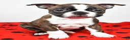 Boston Terrier dogs for sale: Rover - Ad 4