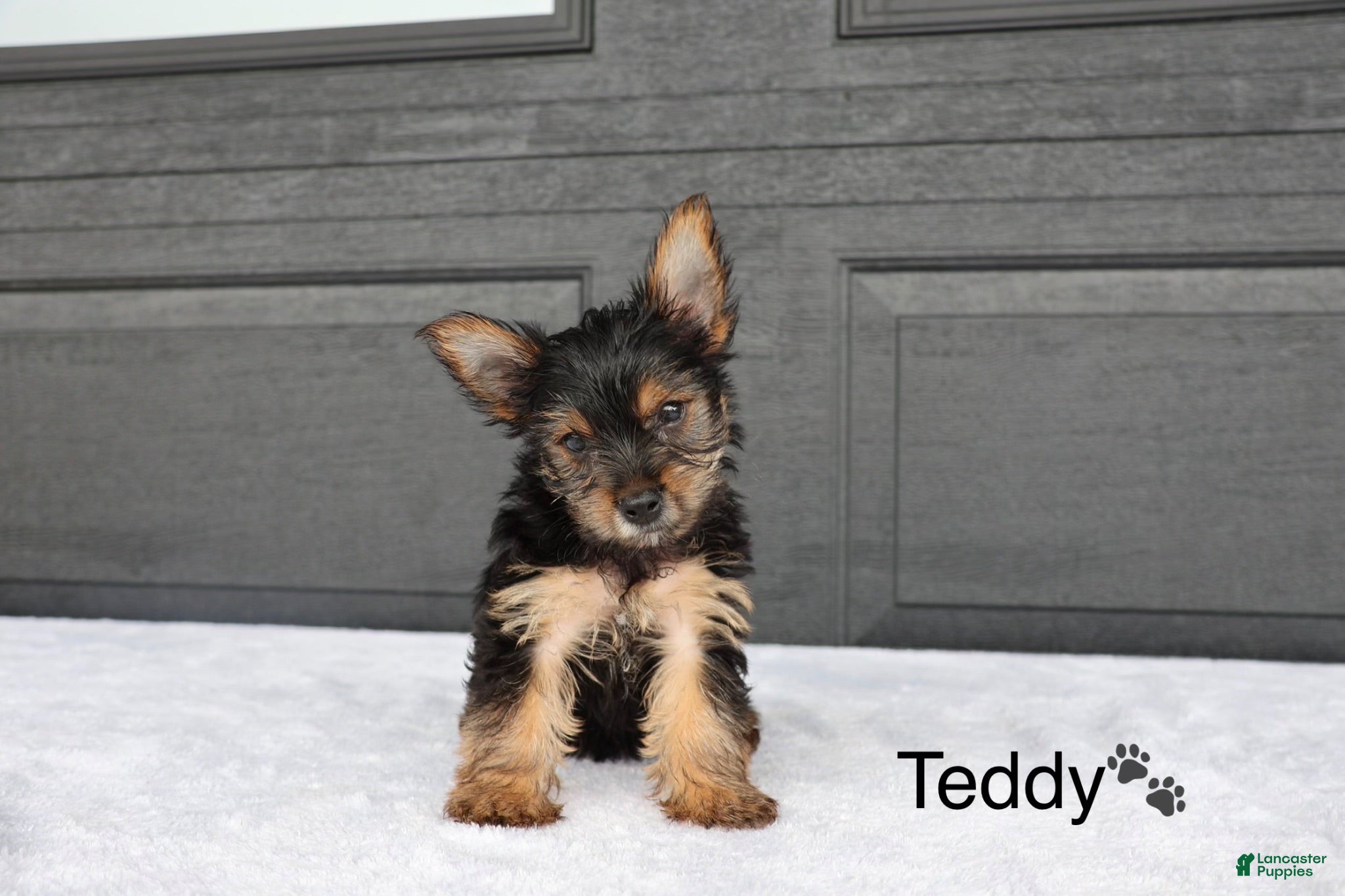 Yorkshire Terrier dogs Teddy - Ad 2