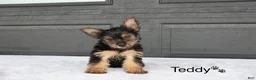 Yorkshire Terrier dogs for sale: Teddy - Ad 2