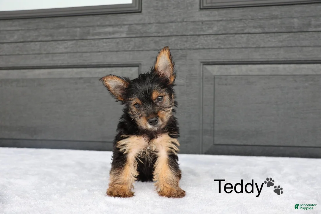 Yorkshire Terrier dogs for sale: Teddy - Ad 2
