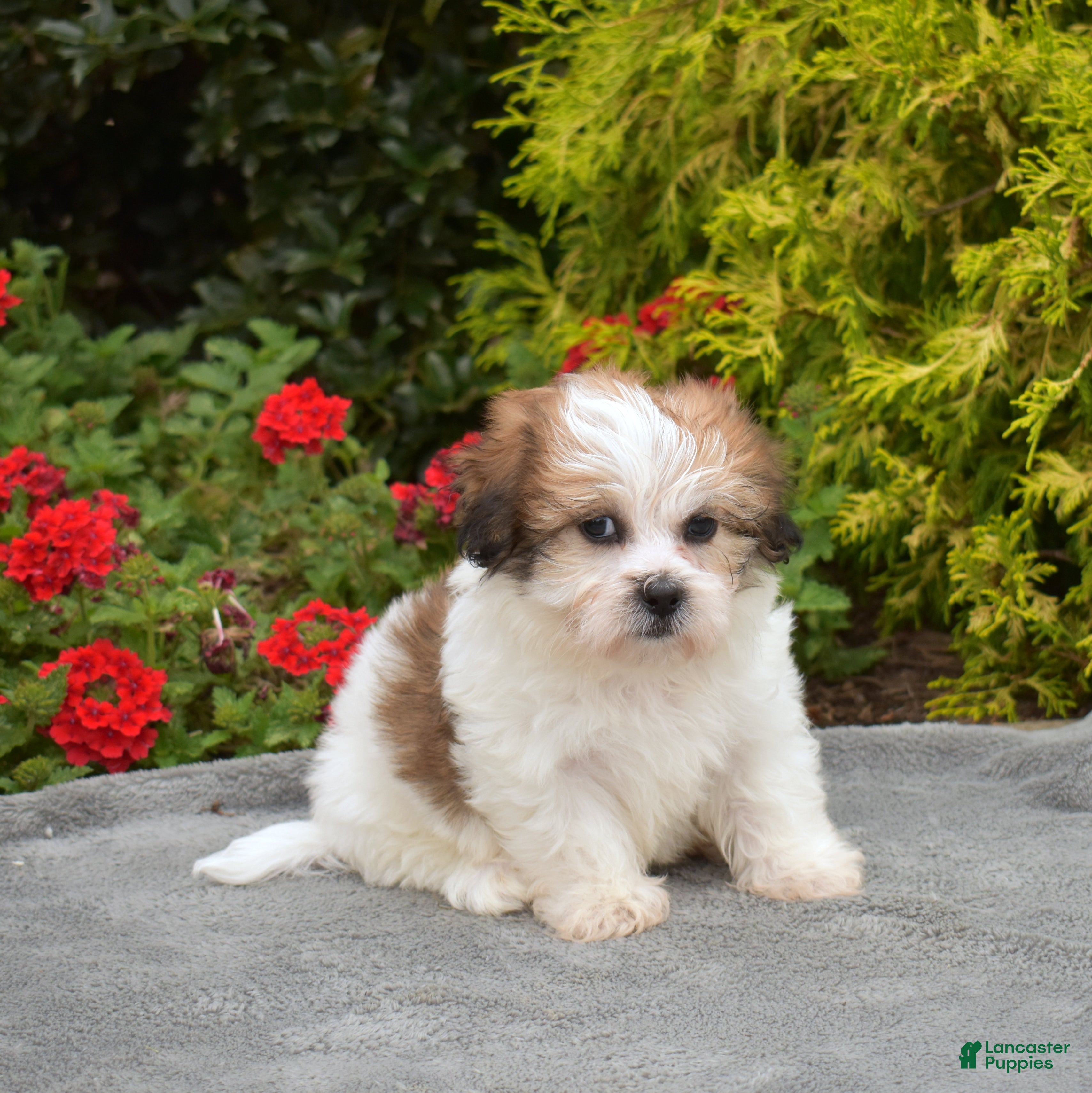 Teddy Bear dogs Pine - Ad 2