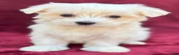 Maltese dogs for sale: Lilly  - Ad 1