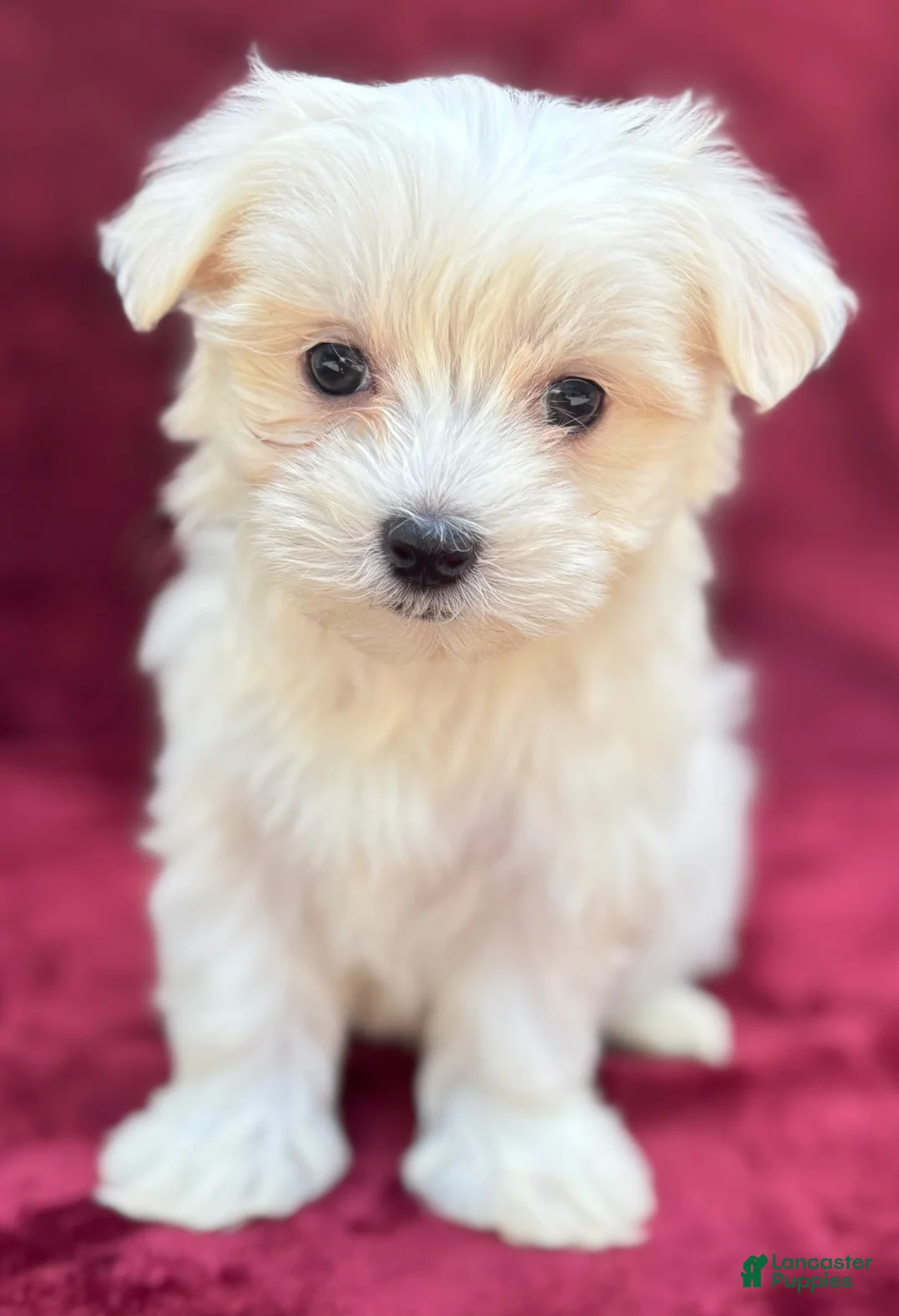 Maltese dogs for sale: Lilly  - Ad 1