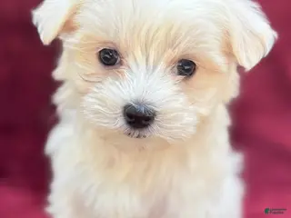 Maltese dogs for sale: Lilly - Ad 2