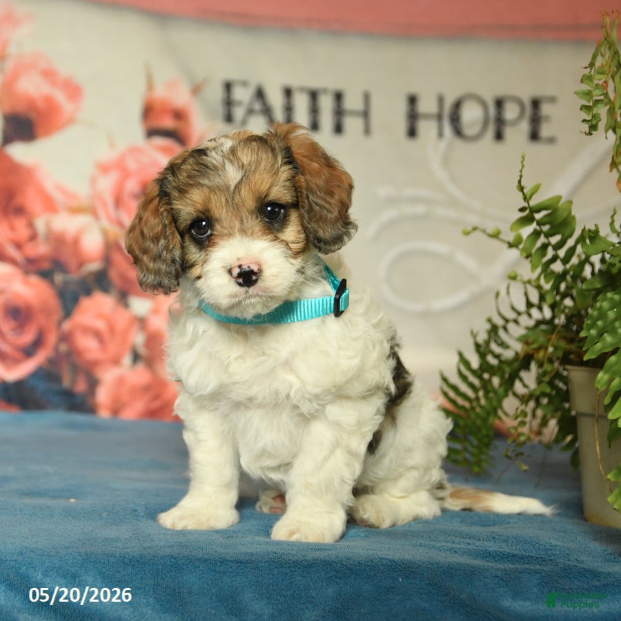 Cavapoo dogs Max - Ad 1