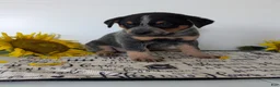 Australian Cattle Dog dogs for sale: Rosalie  - Ad 6