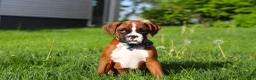 Boxer dogs for sale: Kian - Ad 4