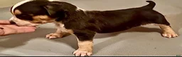 American Bully dogs for sale: American Bully 6 - Ad 1