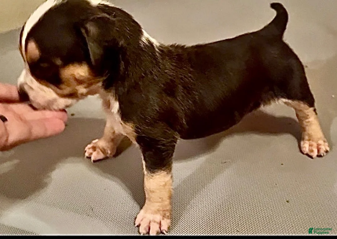 American Bully dogs for sale: American Bully 6 - Ad 1