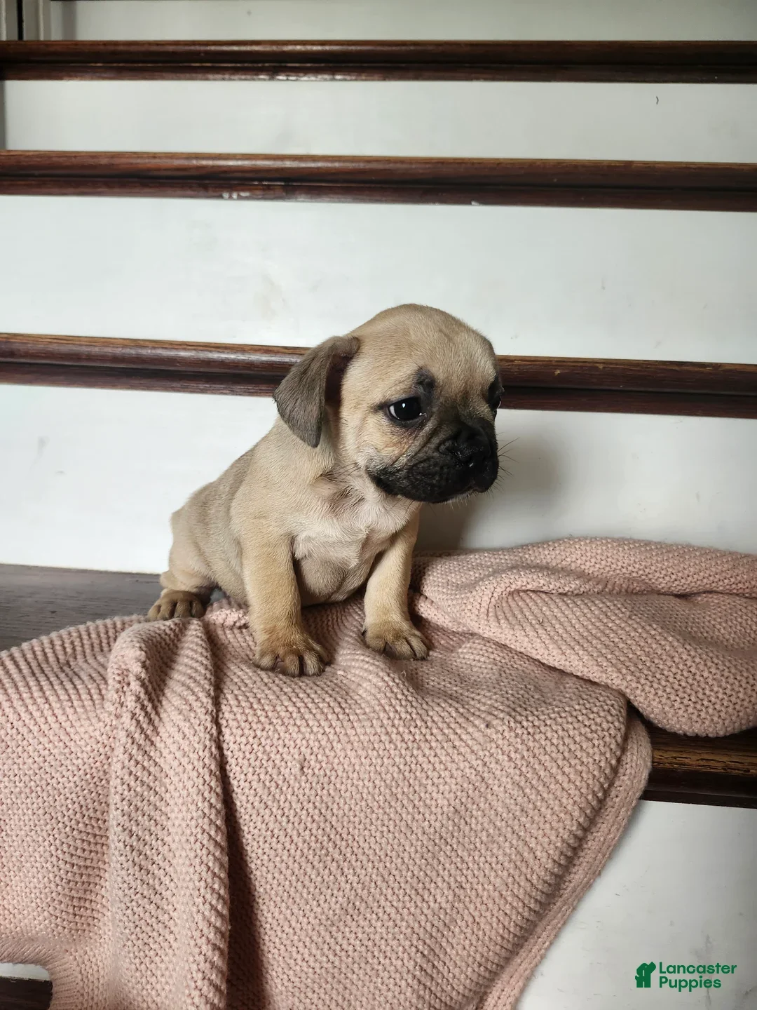 French Bulldog dogs Dallas - Ad 2