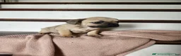 French Bulldog dogs for sale: Dallas - Ad 2