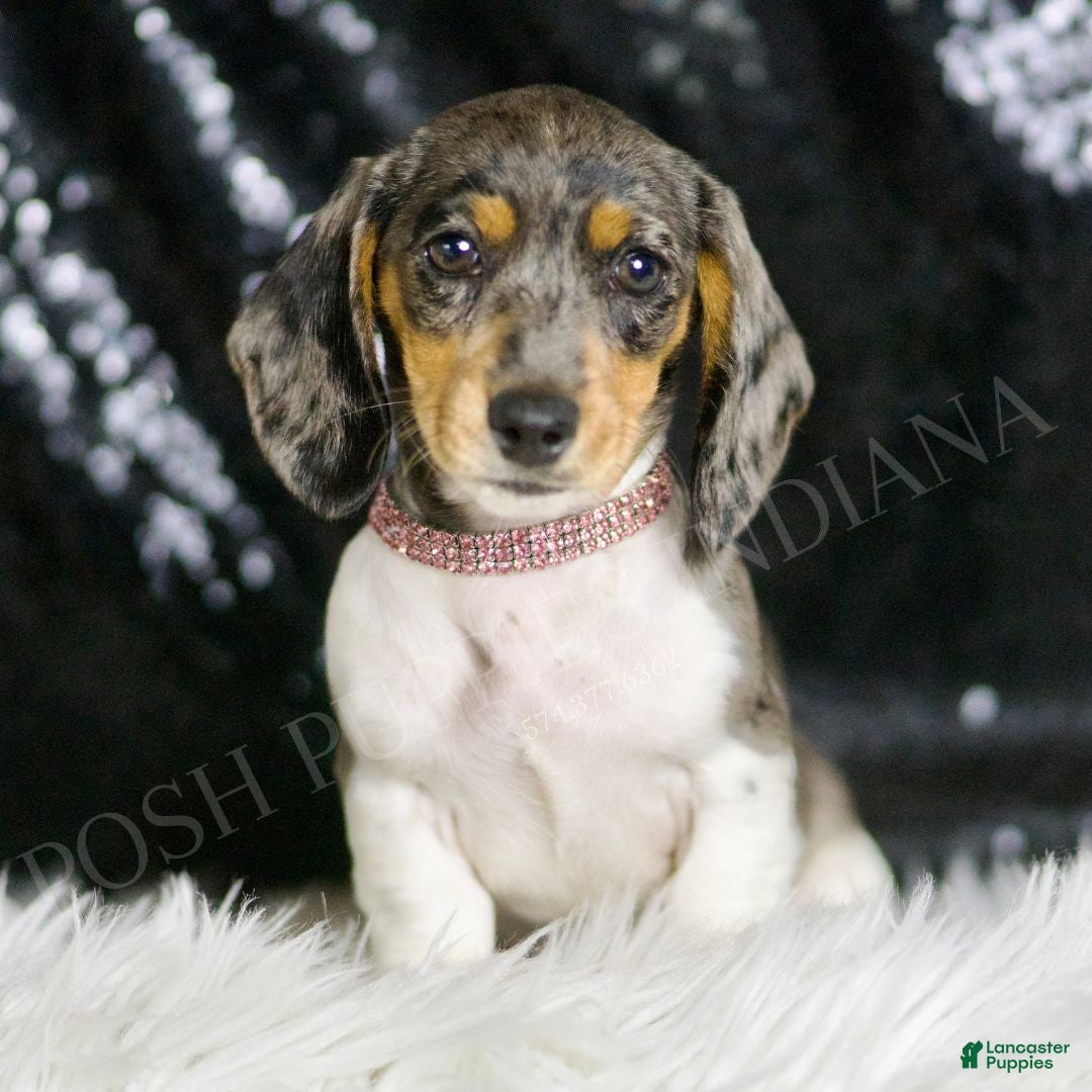 Weiner Dog White Dachshund With Blue Eyes Blue Blue Eyes Miniature