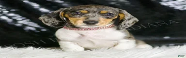 Speckles AKC 