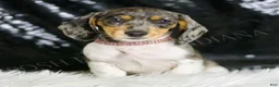 Miniature Dachshund dogs for sale: Speckles AKC  - Ad 1