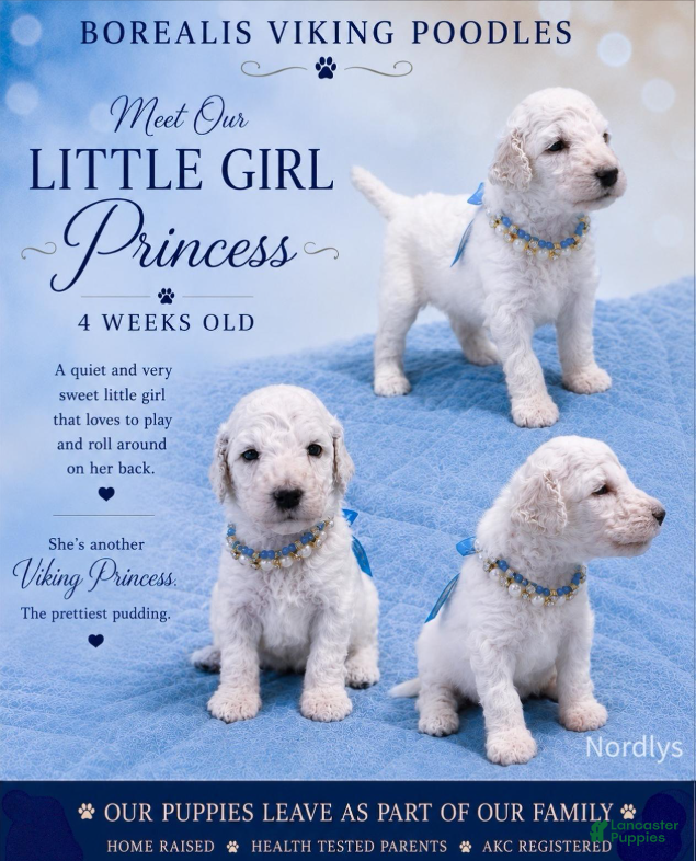 Standard Poodle dogs Little Girl Princess - Ad 18